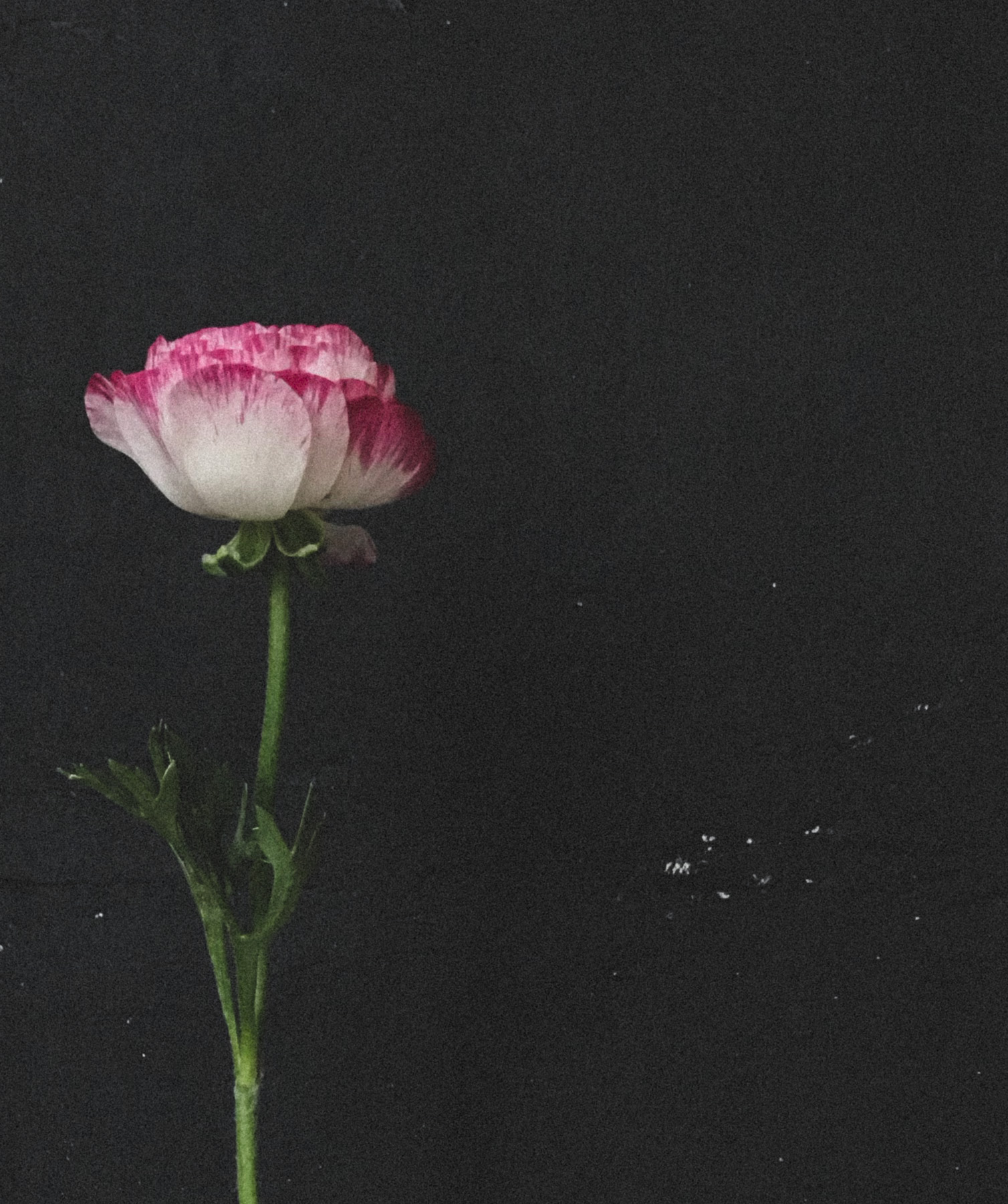 nigar kazim art image